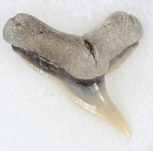 Sharp Fossil Tiger Shark Tooth - Lee Creek Mine #33945